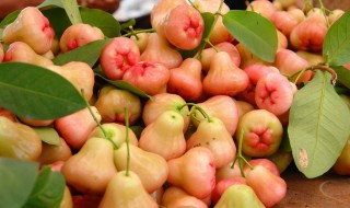 莲雾可以煮熟吃吗 莲雾可以煮熟吃吗孕妇