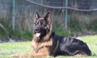 德牧怎么训练 德牧怎么训练定点排便