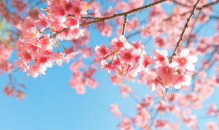 樱花和桃花之间的区别 樱花和桃花之间的区别图片