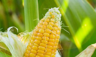 自制紫玉泥的做法（自制紫玉泥的做法大全）