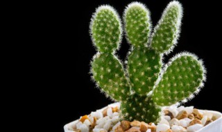 镇宅辟邪最厉害的花卉（镇宅辟邪最厉害的花卉是什么）