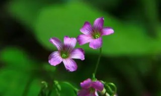 一枝草一点露是什么意思 一枝草一滴露