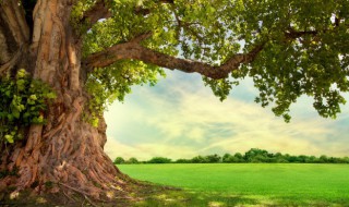 风水学门前有树好吗（风水学家门前有树好不好）