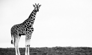 天不盖地不载是什么意思 天不覆地不载