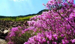 喇叭沟门杜鹃花什么时候开 喇叭河杜鹃花什么时候开