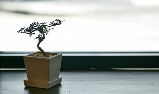 客厅明财位放什么植物好 客厅的财位在什么位置摆放什么植物好