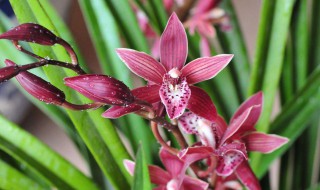 墨兰放哪旺财（墨兰放在客厅哪个位置最招财）