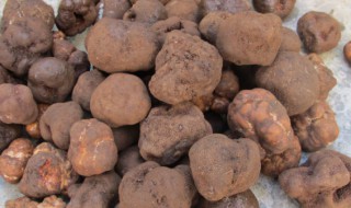 松露储存方法 松露的保存时间