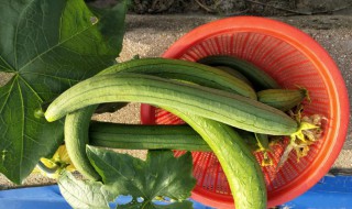 丝瓜长期储存方法（丝瓜怎样储存时间长）