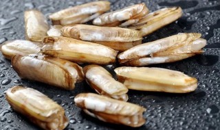 蛏储存方法 海蛏如何保存