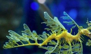 海龙储存方法（海龙自动保存）