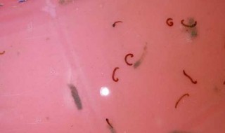 红虫储存方法 红虫储存方法有哪些