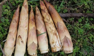 雷笋储存方法（雷笋的储存方法）