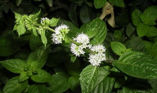 香草储存方法（香草储存方法视频）