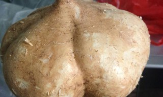 凉薯和什么相克（凉薯和什么相克食物）