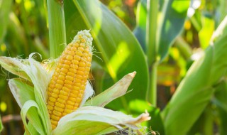 玉米先开花还是先结棒（玉米先开花还是先结棒再开花）