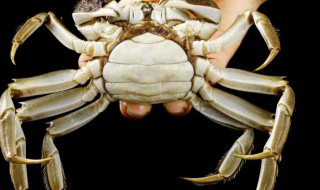 怎么挑选大闸蟹（大闸蟹怎么挑选有蟹黄的）