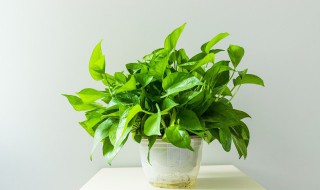绿萝应该怎么养(绿萝应该怎么养叶子才会又大又亮)