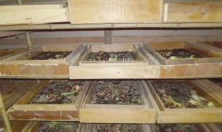 黄粉虫怎么养殖（黄粉虫怎么养殖最简单）