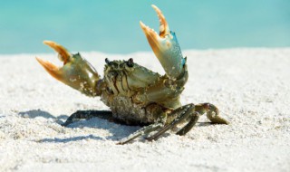 大闸蟹紫苏包怎么用 大闸蟹紫苏包放哪里蒸