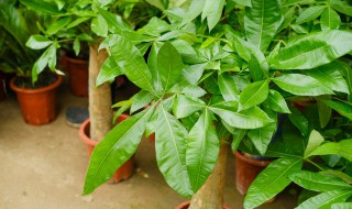 怎么养殖发财树（怎么养殖发财树盆栽）