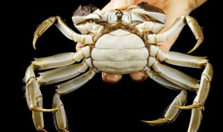 活海螃蟹储存方法（活海螃蟹如何保鲜）