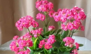 长寿花8月份能修剪吗 长寿花8月份能修剪吗图片