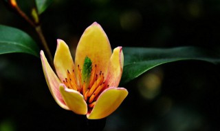 含笑冬天怎么养（含笑室内养冬天开花吗）