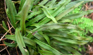 七星草是什么植物（七星草又名是什么）