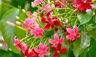 使君子是什么（使君子是什么药）