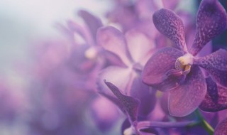 兰花能晒太阳吗夏天（兰花能晒太阳吗?）