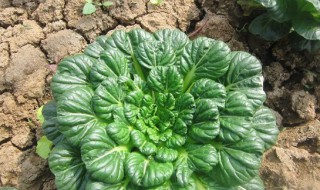 乌塌菜北方几月种植（乌塌菜北方几月份种植）