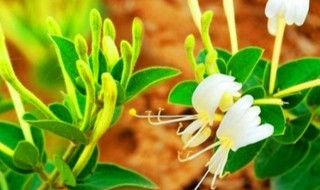 金银花繁殖方法及注意事项（金银花的繁殖方法有哪些）