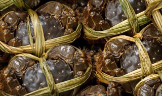 大闸蟹吃什么怎么养活（大闸蟹吃什么?怎么养?）