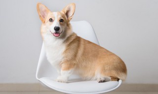 狗养多久才对人有感情 狗养时间长了它会有感情吗?