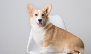 狗狗可以喝酸奶吗 一个多月的狗狗可以喝酸奶吗