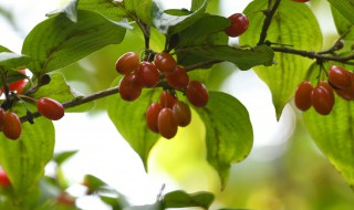 陕西重阳节的风俗是什么（西安重阳节有什么风俗）