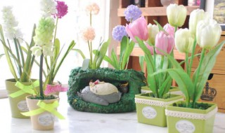 家里最忌讳摆什么花 家里最忌讳摆什么花草