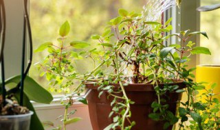 家里养什么植物对财运好（家里养什么植物运气好）