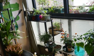 阳台放什么花最旺财 阳台放什么花最旺财图片