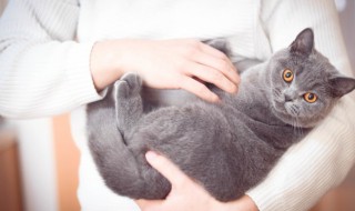 蓝猫怎么养才胖胖的 蓝猫怎么养才胖胖的猫