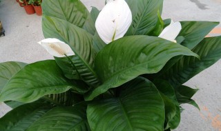 客厅放什么植物最好风水（客厅适合摆放的十大植物看风水）