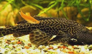 清道夫死了是沉底还是漂浮 清道夫沉底一动不动是不是死了