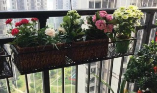 阳台摆放什么植物 阳台摆放什么植物可以避免穿堂煞