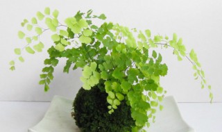 铁线蕨的养殖方法和注意事项大全 铁线蕨的养殖方法和注意事项有哪些