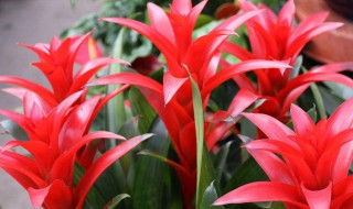 鸿运当头的养殖方法和注意事项大全 鸿运当头养殖方法与技巧