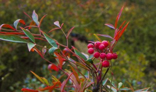 南天竹对风水好吗 南天竹对风水好吗禁忌
