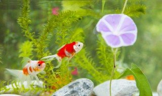 水草水酸性好还是碱性好 水草 碱性