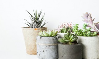 适合客厅的花卉植物 适合客厅的花卉植物净化空气