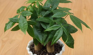 阳台放什么花最旺财好养（阳台放什么花最旺财好养活）